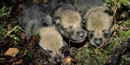 Rekordmange ulvekull i Norge